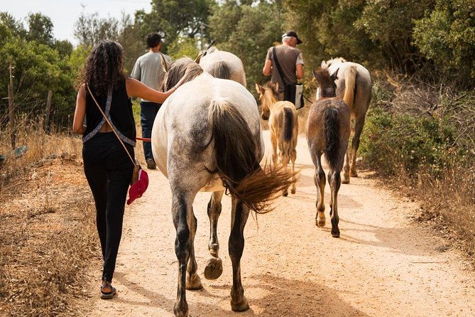 horse-sanctuary-a-nature-walk-with-rescued-horses-by-your-side