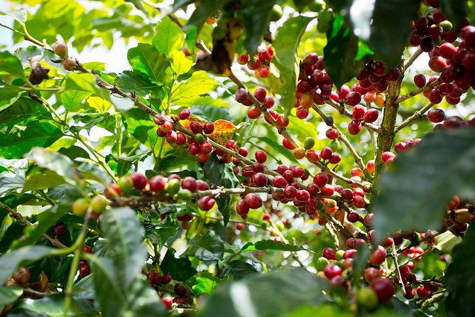 horseback-our-hacienda-4-hours-coffee-tour