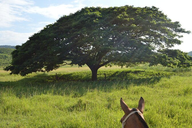horseback-riding-2hrs-dreams-las-mareas