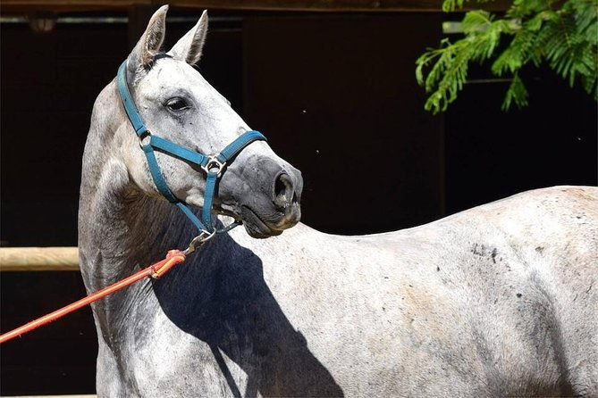 horseback-riding-experience-in-aljarafe-donana-park-from-seville