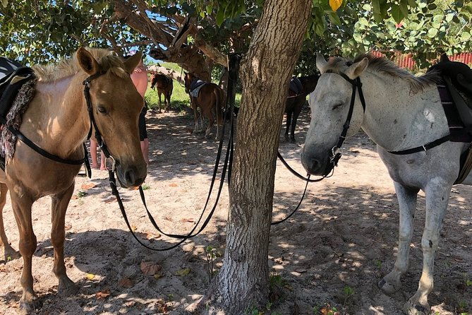horseback-special-negrils-beach-ride-n-swim-with-free-photos-videos