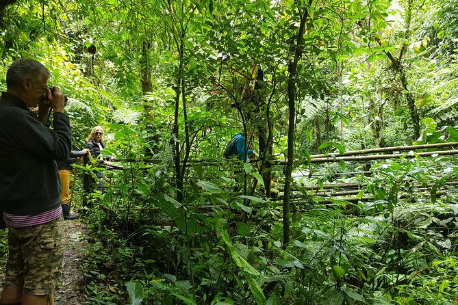 howler-monkey-tour-filandia-views-and-gastronomy