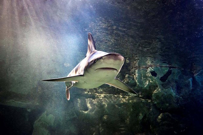 hunstanton-sea-life-sanctuary-general-admission-ticket