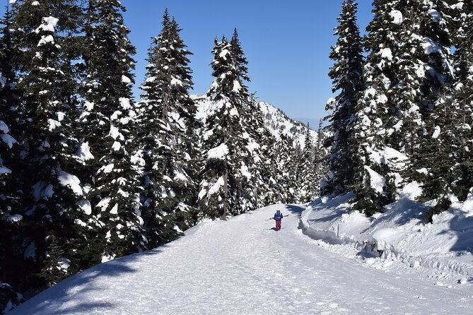 hurricane-ridge-guided-snowshoe-tour-in-olympic-national-park