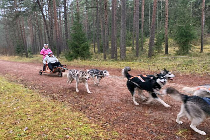 husky-dog-sled-bike-kart-ride-in-latvia-3h-group-tour-from-riga