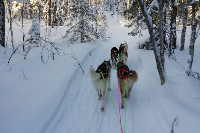 husky-safari