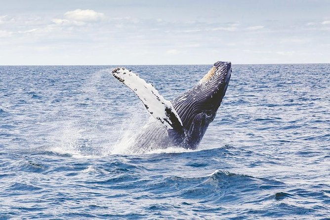 icy-strait-shore-excursion-whale-watching-adventure-tour
