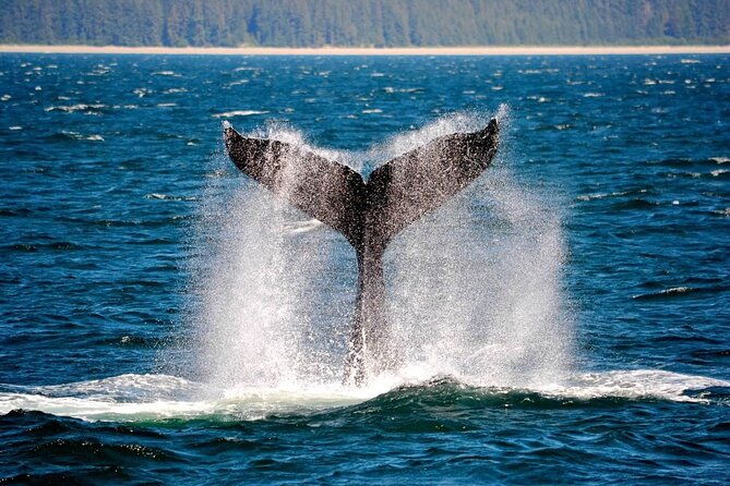icy-strait-whale-wildlife-endeavor