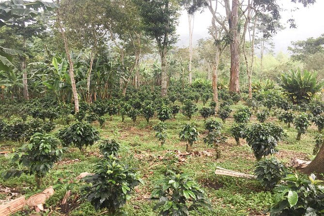 immersive-coffee-farm-experience-at-finca-el-ocaso-from-salento