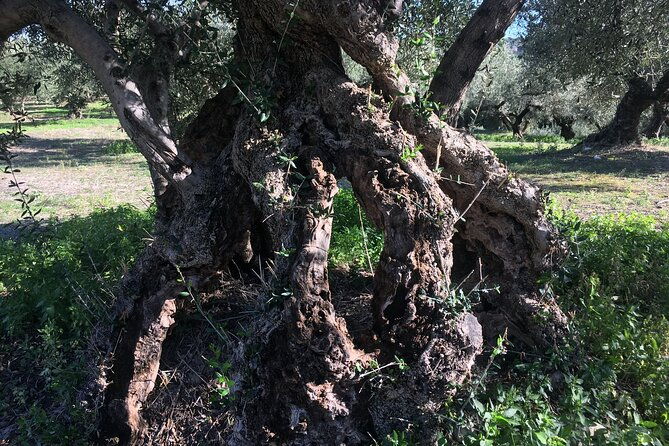 in-crete-discover-the-miracle-of-olive-oil-and-organic-fruits