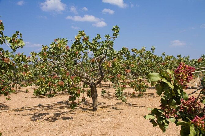 insightful-pistachio-orchard-and-factory-tour-2