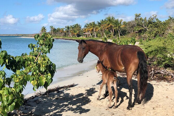 isla-de-vieques-beach-hopper-sightseeing-tour