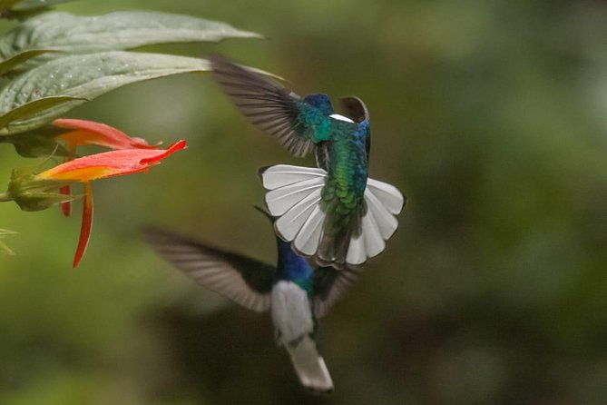jaco-birdwatching-and-photography-with-sergio