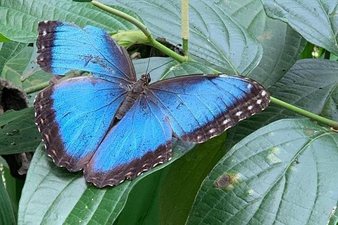 jewels-of-the-raing-forest