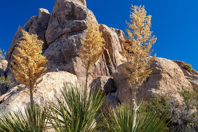 joshua-trees-hidden-valley-self-guided-walking-tour