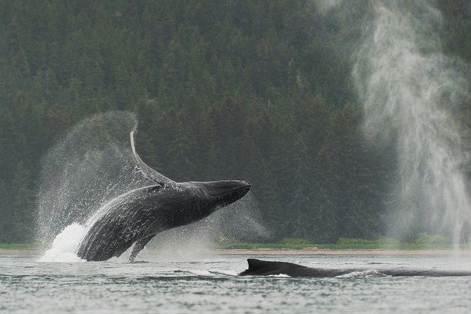 juneau-shore-excursion-paddle-with-whales-kayak-adventure-2