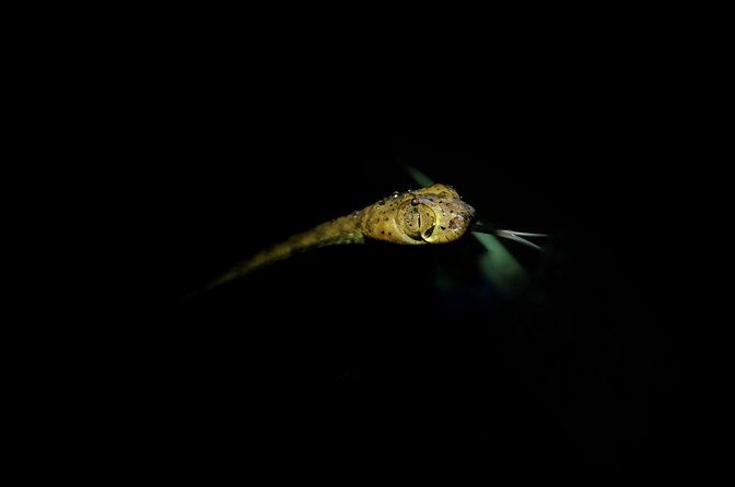 jungle-night-tour-manuel-antonio-2