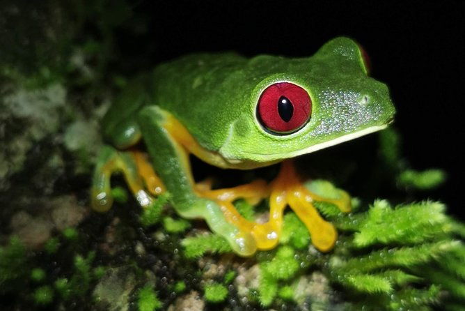 jungle-night-tour