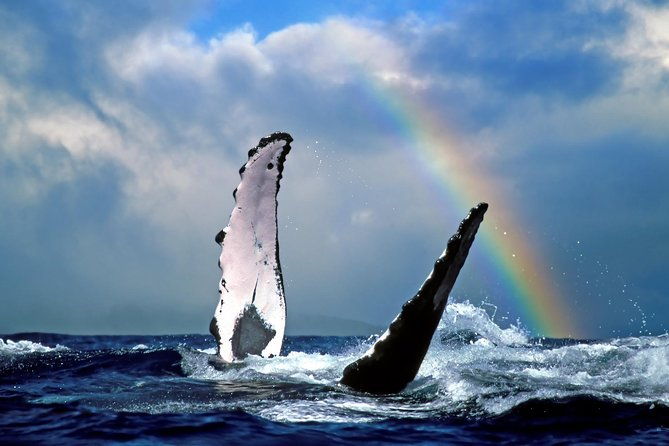kawaihae-whale-watch