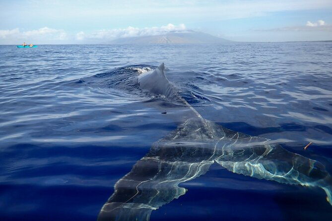 kayak-and-whale-watching-tour