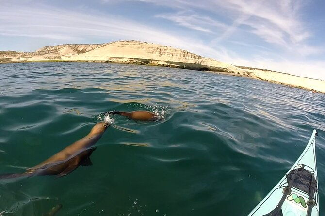 kayak-paddling-experience-with-sea-lions-in-puerto-madryn