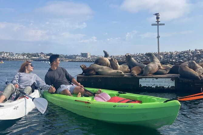 kayaking-with-sea-lions-in-a-calm-beautiful-harbor