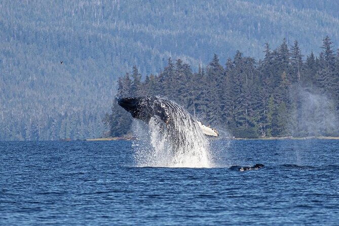 ketchikan-whale-watching-and-nature-tour