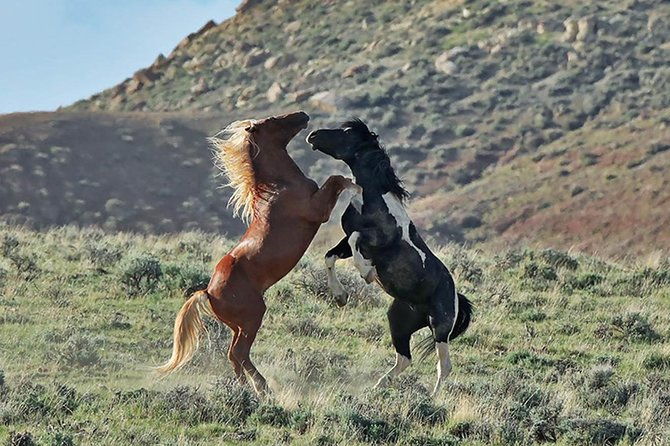 kicking-red-canyon-wild-mustang-bus-tour-deals-5-pm-in-cody-2