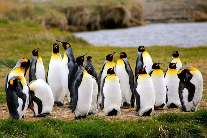king-penguin-nature-reserve-tierra-del-fuego-island