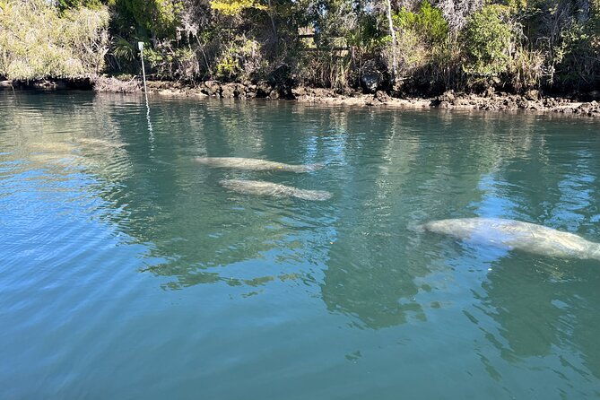 kings-bay-eco-tours