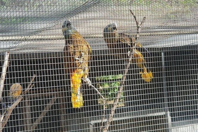kingstown-botanical-gardens-fort-charlotte-and-beach-w-topdawg-taxi-and-tours