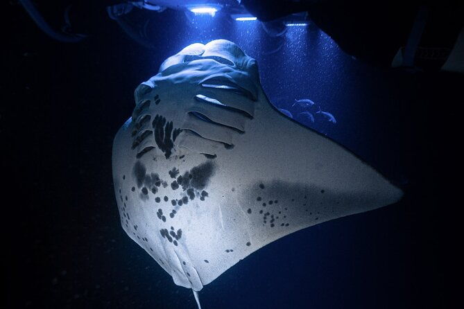 kona-night-manta-snorkel-tour