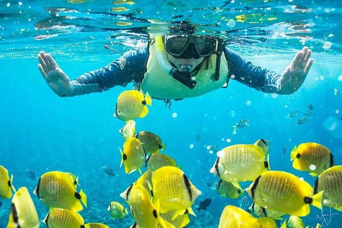 kona-shore-excursion-wild-dolphin-reefs-snorkel-and-sea-caves