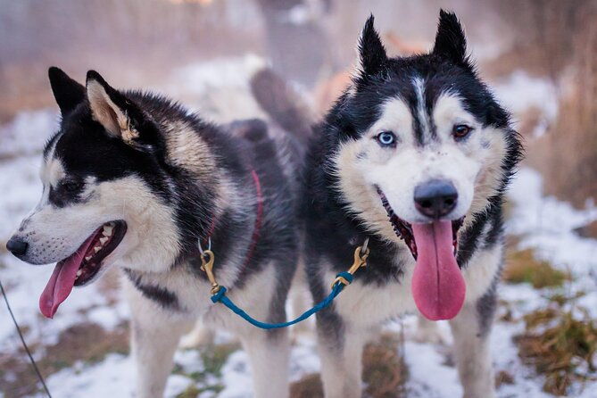 krakow-full-dog-sled-ride