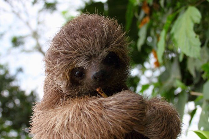la-fortuna-birds-butterfly-garden-sloths-guided-tour-2hrs