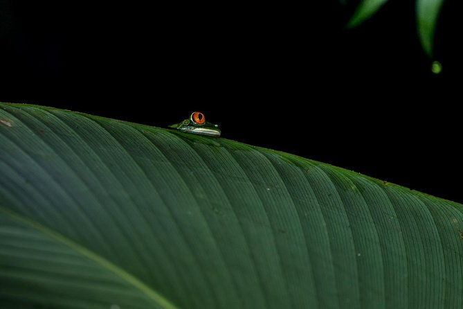 la-fortuna-frogs-and-reptiles-wildlife-night-tour-2hrs