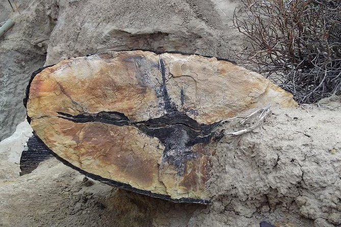 la-lioness-petrified-forest