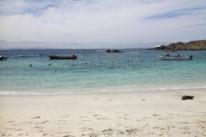 la-serena-full-day-to-damas-island-humboldt-penguin-national-reserve
