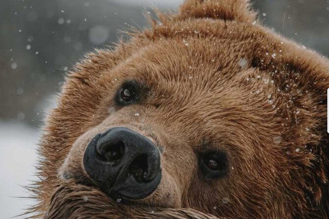 lamar-valley-winter-wildlife-safari-lunch-bozeman-private