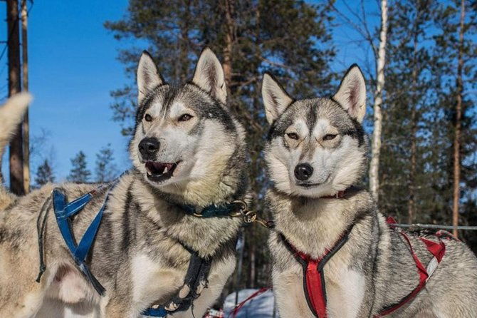 lapland-reindeer-and-husky-safari-from-levi