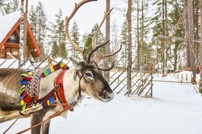 lapland-reindeer-safari-from-levi