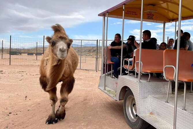 las-vegas-safari-tram-ride-and-zoo-tour-at-camel-safari-2