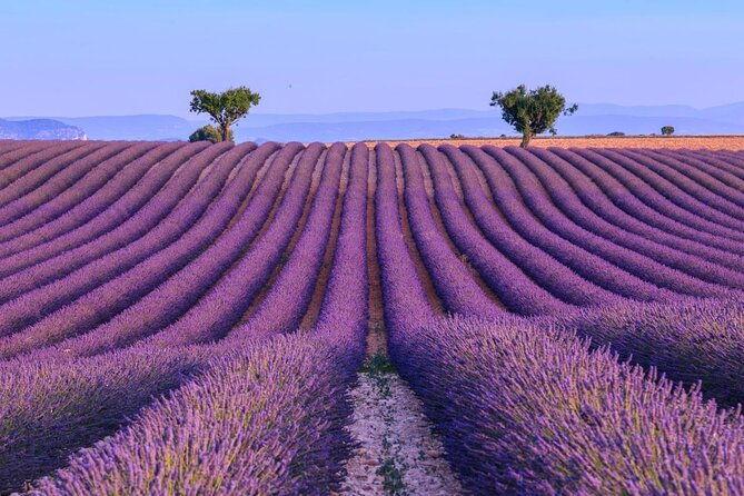 lavender-fields-tour-in-valensole-from-marseille