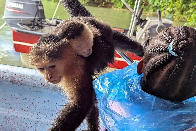 layover-panama-city-monkey-sloth-natural-habitat