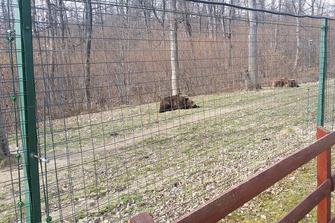 libearty-bear-sanctuary-zarnesti-small-group-trip-from-brasov-2