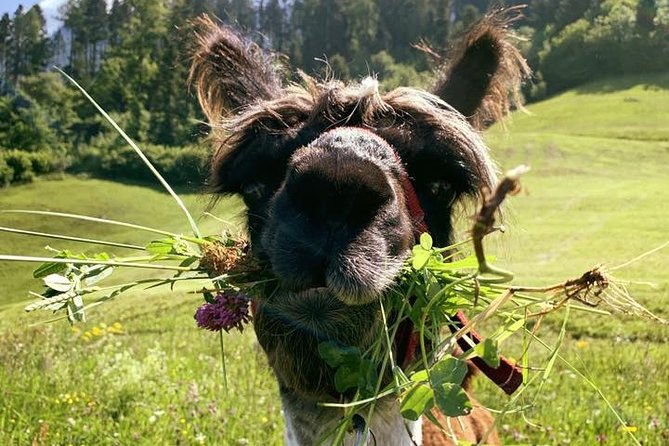 llama-hike-through-the-wonderful-liechtenstein-mountains