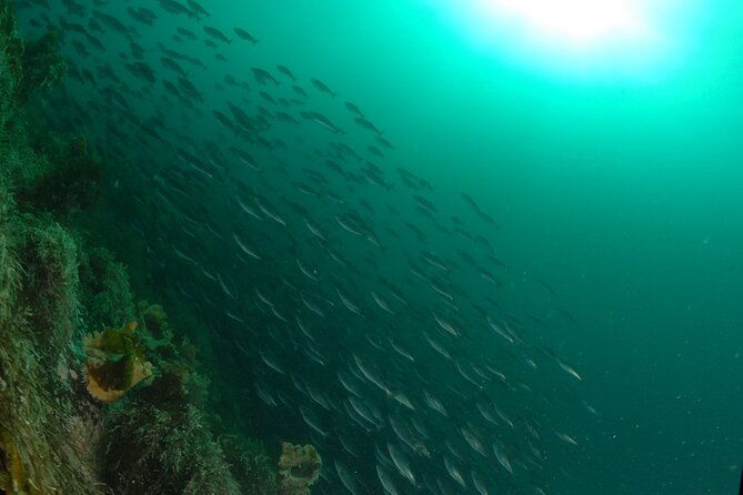 lofoten-grand-canyon-snorkeling-tour
