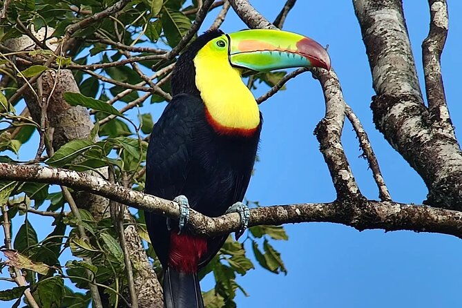looking-for-toucans