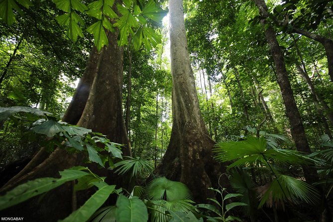 los-haitises-national-park-tour-from-las-terrenas-or-samana-half-day-trip