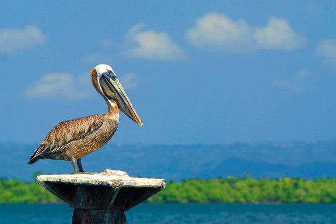 los-haitises-plus-bacardi-island-for-samana-cruise-ship-travelers